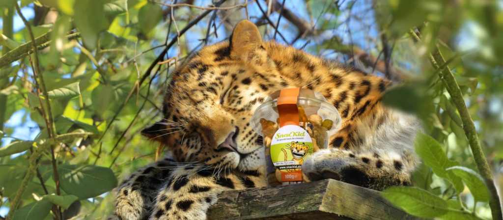 Was ist der Unterschied zwischen einem Leopard und einem Gepard? | SnacKid
