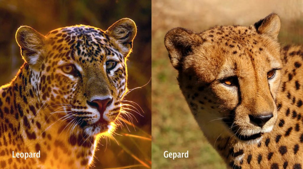 Was ist der Unterschied zwischen einem Leopard und einem Gepard? SnacKid Was ist der Unterschied zwischen einem Leopard und einem Gepard? SnacKid