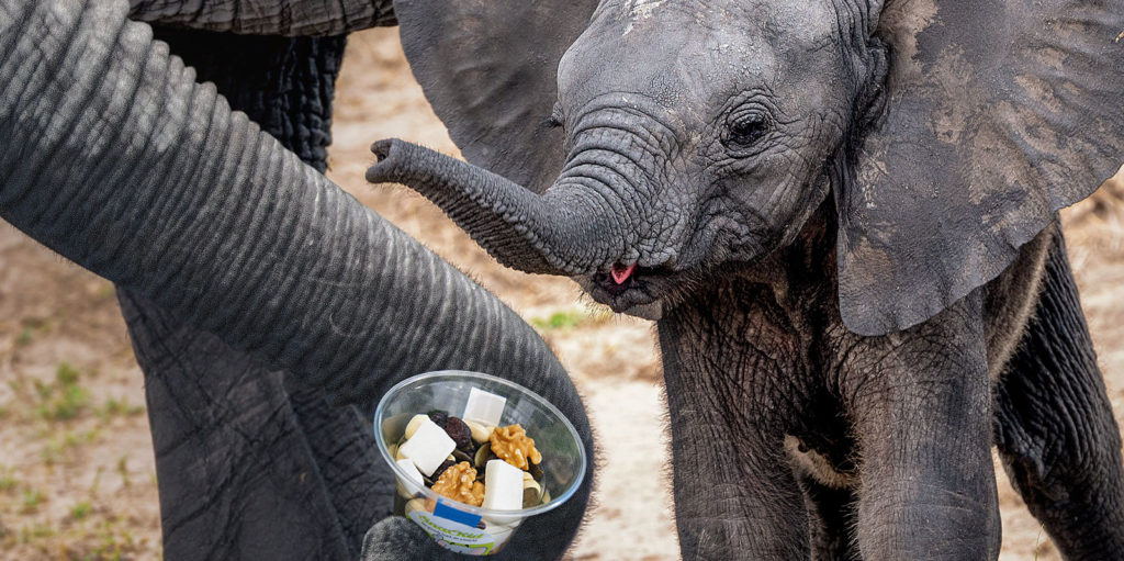 Wie Viel Frisst Ein Elefant Am Tag www.snackid.de